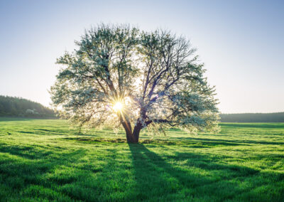A New Path to Prosperity in Business